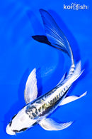 5.75" KIN KIKOKURYU BUTTERFLY