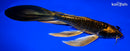 8.75" BENI KIKOKURYU BUTTERFLY