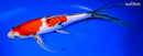 11" SANKE BUTTERFLY
