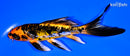 6.25" BENI KIKOKURYU BUTTERFLY