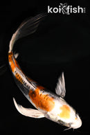 5" BENI KIKOKURYU BUTTERFLY