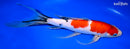 11" SANKE BUTTERFLY