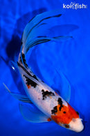 9.25" SANKE BUTTERFLY