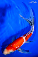 11" SANKE BUTTERFLY