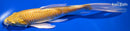 9.25" YAMABUKI OGON BUTTERFLY