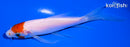 5.25" KOHAKU BUTTERFLY