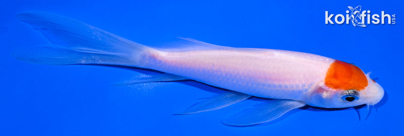 5.25" KOHAKU BUTTERFLY
