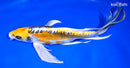 10.5" KIN KIKOKURYU BUTTERFLY
