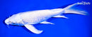 9.25" PLATINUM OGON BUTTERFLY