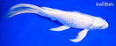9.25" PLATINUM OGON BUTTERFLY