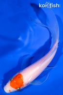 5.25" KOHAKU BUTTERFLY