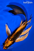 8.75" BENI KIKOKURYU BUTTERFLY