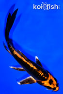 5.5" DOITSU ORENJI MATSUBA BUTTERFLY
