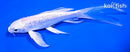 6" GINRIN PLATINUM OGON BUTTERFLY