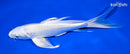8" PLATINUM OGON BUTTERFLY