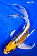 10.5" KIN KIKOKURYU BUTTERFLY