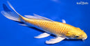 9.25" YAMABUKI OGON BUTTERFLY