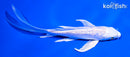 6" GINRIN PLATINUM OGON BUTTERFLY