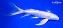 8" PLATINUM OGON BUTTERFLY