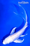 6" GINRIN PLATINUM OGON BUTTERFLY