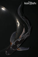 8" GINRIN OCHIBA SHIGURE BUTTERFLY