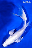 8" PLATINUM OGON BUTTERFLY