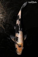 11.5" SHIRO UTSURI