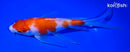 7.75" KOHAKU BUTTERFLY