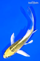 6" KUJAKU BUTTERFLY