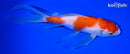 7.75" KOHAKU BUTTERFLY