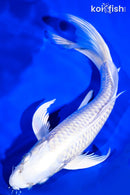 9.25" PLATINUM OGON BUTTERFLY
