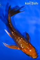 4.25" GINRIN CHAGOI BUTTERFLY