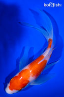 7.75" KOHAKU BUTTERFLY