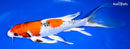 10.5" YAMATO NISHIKI BUTTERFLY
