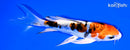5.5" HEISEI NISHIKI BUTTERFLY