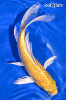 9.25" YAMABUKI OGON BUTTERFLY