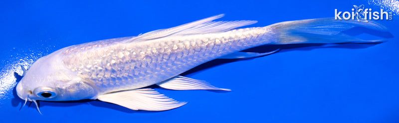 4.75" GINRIN PLATINUM OGON BUTTERFLY