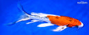 10.5" YAMATO NISHIKI BUTTERFLY