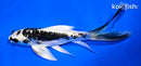 6" KIKOKURYU BUTTERFLY