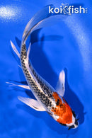 7.25" KUJAKU BUTTERFLY