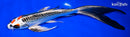 9.25" KUJAKU BUTTERFLY
