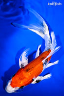 10.5" YAMATO NISHIKI BUTTERFLY