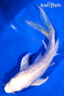 4.75" GINRIN PLATINUM OGON BUTTERFLY