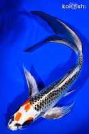 9.25" KUJAKU BUTTERFLY