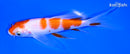 6" KOHAKU BUTTERFLY