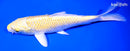 7.5" YAMABUKI OGON