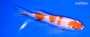 6" KOHAKU BUTTERFLY