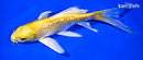 7.75" GINRIN YAMABUKI OGON BUTTERFLY
