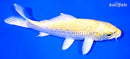 7.5" YAMABUKI OGON