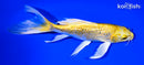7.75" GINRIN YAMABUKI OGON BUTTERFLY